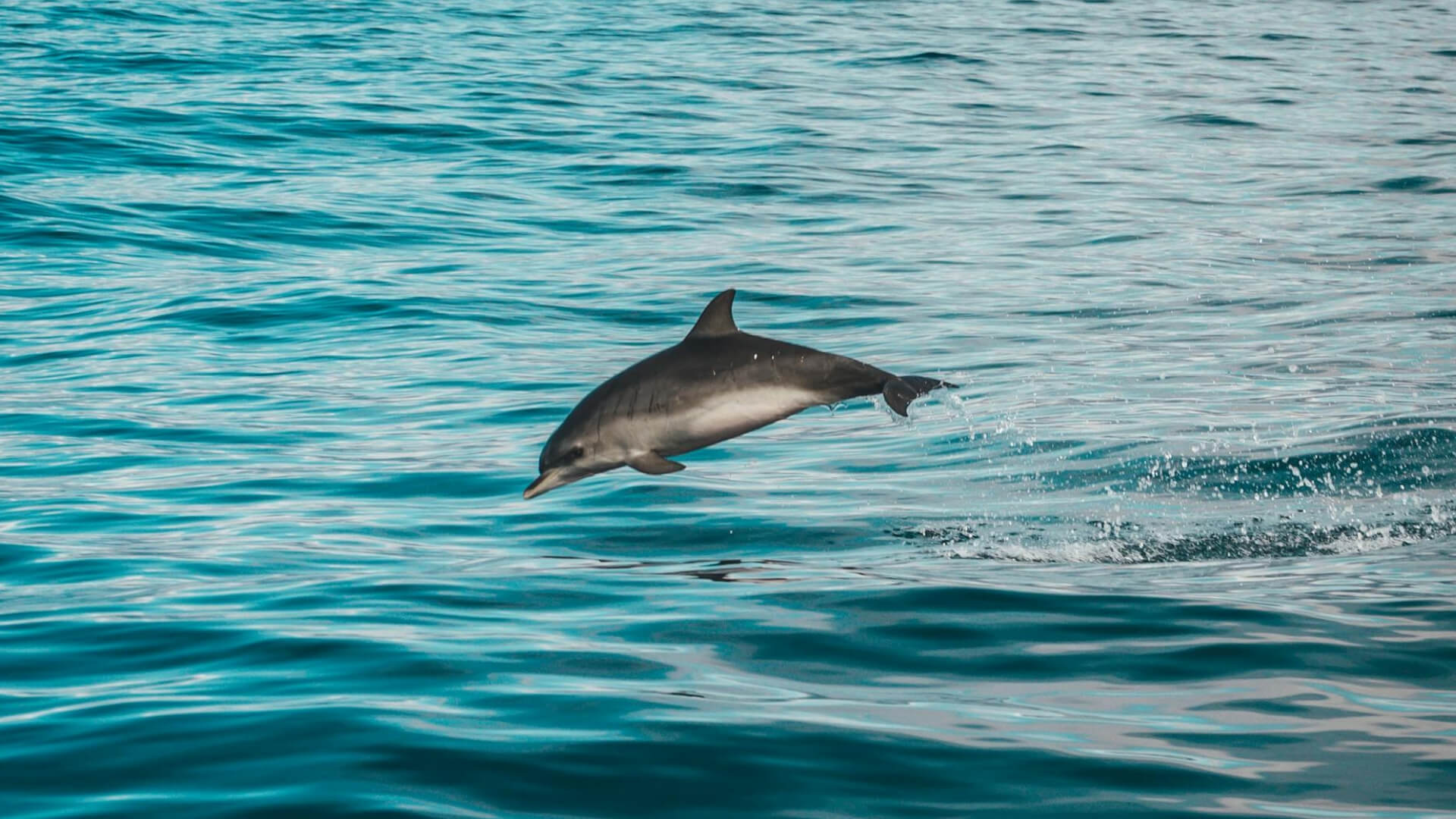 Live like a dolphin: intelligent and happy | Orange Pearl