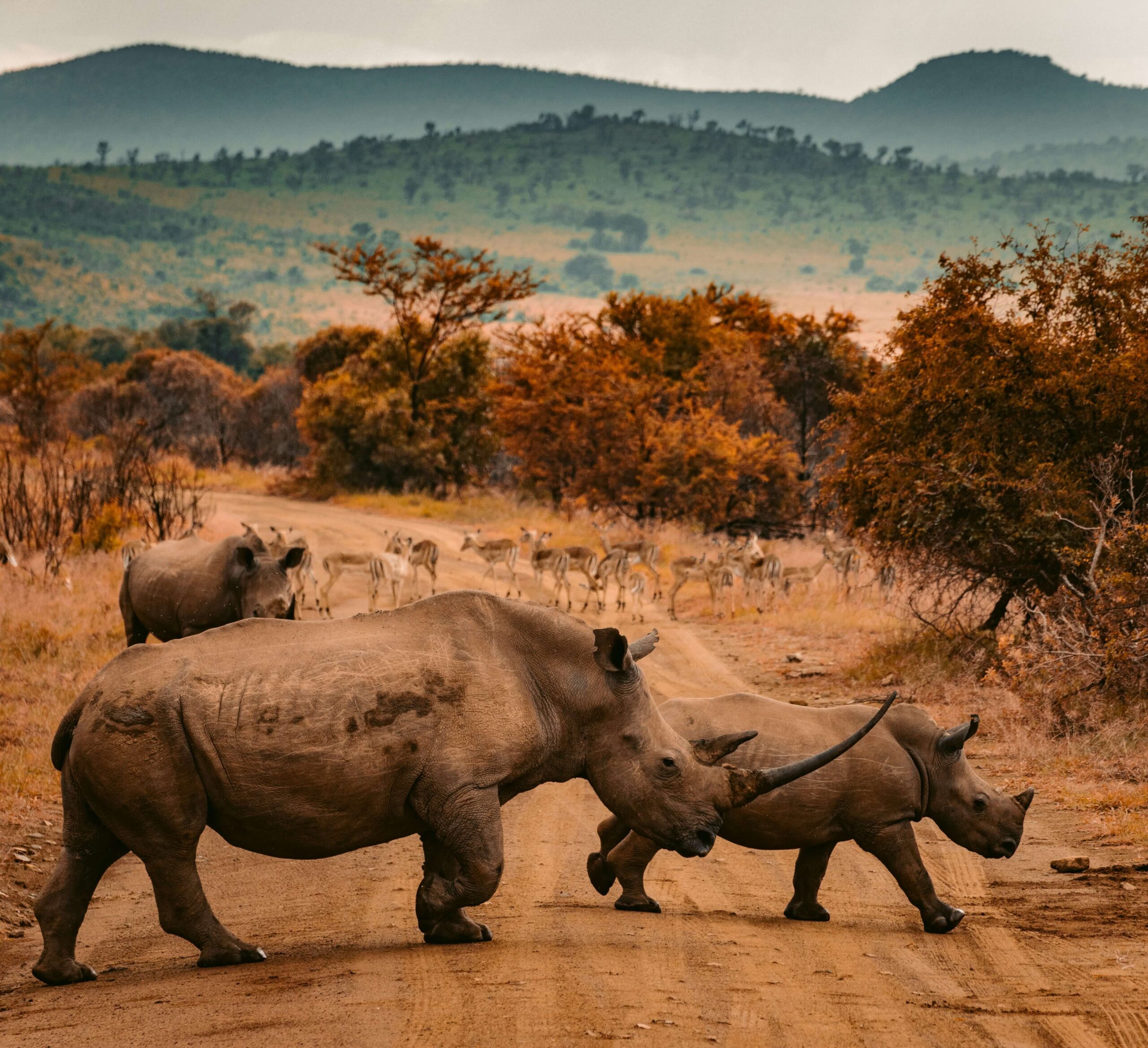 Orange Pearl adopted a rhino!